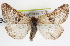  (Xestia fergusoni - CNCNoctuoidea14158)  @14 [ ] CreativeCommons - Attribution (2014) CBG Photography Group Centre for Biodiversity Genomics