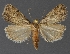  ( - DLWC011114)  @11 [ ] CreativeCommons  Attribution (by) (2019) David Wikle Canadian National Collection of Insects and Nematodes