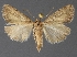  ( - DLWC011355)  @11 [ ] CreativeCommons  Attribution (by) (2019) David Wikle Canadian National Collection of Insects and Nematodes