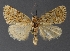  ( - DLWC011499)  @11 [ ] CreativeCommons  Attribution (by) (2019) David Wikle Canadian National Collection of Insects and Nematodes