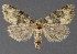  ( - DLWC011547)  @11 [ ] CreativeCommons  Attribution (by) (2019) David Wikle Canadian National Collection of Insects and Nematodes