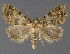  ( - DLWC011759)  @11 [ ] CreativeCommons  Attribution (by) (2019) David Wikle Canadian National Collection of Insects and Nematodes