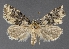  ( - DLWC011798)  @11 [ ] CreativeCommons  Attribution (by) (2019) David Wikle Canadian National Collection of Insects and Nematodes