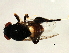  (Rhodesiella sp. 1 - Cau00258)  @11 [ ] CreativeCommons - Attribution (2009) Unspecified Centre for Biodiversity Genomics