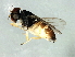  (Rhodesiella sp. 4 - Cau00291)  @11 [ ] CreativeCommons - Attribution (2009) Unspecified Centre for Biodiversity Genomics