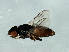  (Rhodesiella sp. 2 - Cau00293)  @13 [ ] CreativeCommons - Attribution (2009) Unspecified Centre for Biodiversity Genomics