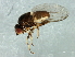  (Aphanotrigonum sp. 2 - Cau00327)  @11 [ ] CreativeCommons - Attribution (2009) Unspecified Centre for Biodiversity Genomics