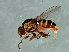  (Thaumatomyia sp. 3 - Cau00328)  @14 [ ] CreativeCommons - Attribution (2009) Unspecified Centre for Biodiversity Genomics