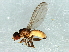  (Dicraeus sp. 4 - Cau00338)  @11 [ ] CreativeCommons - Attribution (2009) Unspecified Centre for Biodiversity Genomics