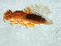  (Platycephala umbraculata - Cau00343)  @11 [ ] CreativeCommons - Attribution (2009) Unspecified Centre for Biodiversity Genomics