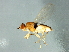  (Elachiptera sibirica - Cau00347)  @13 [ ] CreativeCommons - Attribution (2009) Unspecified Centre for Biodiversity Genomics