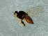  (Rhodesiella sp. 7 - Cau00366)  @11 [ ] CreativeCommons - Attribution (2009) Unspecified Centre for Biodiversity Genomics