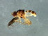  (Melanochaeta sp. 4 - Cau00381)  @11 [ ] CreativeCommons - Attribution (2009) Unspecified Centre for Biodiversity Genomics