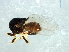  (Rhodesiella sp. 8 - Cau00385)  @11 [ ] CreativeCommons - Attribution (2009) Unspecified Centre for Biodiversity Genomics