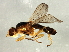  (Oscinella sp. 4 - Cau00475)  @14 [ ] CreativeCommons - Attribution (2009) Unspecified Centre for Biodiversity Genomics