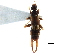  (Spongiphorinae - BIOUG10947-A06)  @11 [ ] CreativeCommons - Attribution (2014) CBG Photography Group Centre for Biodiversity Genomics