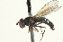  ( - CNC DIPTERA 135387)  @13 [ ] CreativeCommons - Attribution (2012) CNC/CBG Photography Group Centre for Biodiversity Genomics