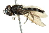  (Platycheirus discimanus - CNC DIPTERA 162588)  @14 [ ] CreativeCommons - Attribution (2012) CNC/CBG Photography Group Centre for Biodiversity Genomics