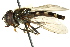  ( - CNC DIPTERA 162598)  @13 [ ] CreativeCommons - Attribution (2012) CNC/CBG Photography Group Centre for Biodiversity Genomics