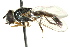  ( - CNC DIPTERA 162599)  @14 [ ] CreativeCommons - Attribution (2012) CNC/CBG Photography Group Centre for Biodiversity Genomics