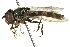  ( - CNC DIPTERA 162600)  @13 [ ] CreativeCommons - Attribution (2012) CNC/CBG Photography Group Centre for Biodiversity Genomics