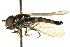  ( - CNC DIPTERA 162602)  @13 [ ] CreativeCommons - Attribution (2012) CNC/CBG Photography Group Centre for Biodiversity Genomics