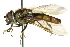  ( - CNC DIPTERA 162604)  @13 [ ] CreativeCommons - Attribution (2012) CNC/CBG Photography Group Centre for Biodiversity Genomics