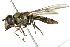  ( - CNC DIPTERA 162607)  @14 [ ] CreativeCommons - Attribution (2012) CNC/CBG Photography Group Centre for Biodiversity Genomics