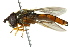  ( - CNC DIPTERA 162608)  @13 [ ] CreativeCommons - Attribution (2012) CNC/CBG Photography Group Centre for Biodiversity Genomics