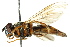  ( - CNC DIPTERA 162613)  @11 [ ] CreativeCommons - Attribution (2012) CNC/CBG Photography Group Centre for Biodiversity Genomics