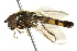  ( - CNC DIPTERA 162618)  @13 [ ] CreativeCommons - Attribution (2012) CNC/CBG Photography Group Centre for Biodiversity Genomics