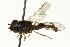  ( - CNC DIPTERA 162641)  @11 [ ] CreativeCommons - Attribution (2012) CNC/CBG Photography Group Centre for Biodiversity Genomics