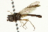  ( - CNC DIPTERA 162642)  @11 [ ] CreativeCommons - Attribution (2012) CNC/CBG Photography Group Centre for Biodiversity Genomics