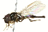  ( - CNC DIPTERA 162660)  @11 [ ] CreativeCommons - Attribution (2012) CNC/CBG Photography Group Centre for Biodiversity Genomics