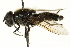  (Cheilosia aerea - CNC DIPTERA 162710)  @14 [ ] CreativeCommons - Attribution (2012) CNC/CBG Photography Group Centre for Biodiversity Genomics