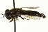  ( - CNC DIPTERA 162714)  @11 [ ] CreativeCommons - Attribution (2012) CNC/CBG Photography Group Centre for Biodiversity Genomics