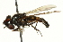  ( - CNC DIPTERA 162715)  @11 [ ] CreativeCommons - Attribution (2012) CNC/CBG Photography Group Centre for Biodiversity Genomics