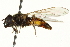  ( - CNC DIPTERA 162716)  @11 [ ] CreativeCommons - Attribution (2012) CNC/CBG Photography Group Centre for Biodiversity Genomics