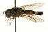  ( - CNC DIPTERA 162717)  @13 [ ] CreativeCommons - Attribution (2012) CNC/CBG Photography Group Centre for Biodiversity Genomics