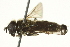  ( - CNC DIPTERA 162741)  @12 [ ] CreativeCommons - Attribution (2012) CNC/CBG Photography Group Centre for Biodiversity Genomics