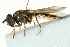  ( - CNC DIPTERA 162816)  @13 [ ] CreativeCommons - Attribution (2012) CNC/CBG Photography Group Centre for Biodiversity Genomics