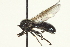  ( - CNC DIPTERA 162983)  @13 [ ] CreativeCommons - Attribution (2012) CNC/CBG Photography Group Centre for Biodiversity Genomics