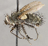  ( - CNC1682449)  @11 [ ] No Rights Reserved (2020) Unspecified Canadian National Collection of Insects, Arachnids and Nematodes