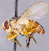  ( - CNC1724141)  @11 [ ] No rights reserved (2021) Unspecified Canadian National Collection of Insects, Arachnids and Nematodes