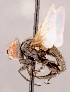  ( - CNC1738540)  @11 [ ] No rights reserved (2021) Unspecified Canadian National Collection of Insects, Arachnids and Nematodes