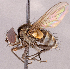  ( - CNC1966051)  @11 [ ] No rights reserved (2022) Unspecified Canadian National Collection of Insects, Arachnids and Nematodes