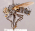  ( - CNC857393)  @11 [ ] No rights reserved (2022) Unspecified Canadian National Collection of Insects, Arachnids and Nematodes