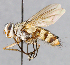  (Zelia wildermuthii - CNC_Diptera258059)  @14 [ ] No Rights Reserved (2015) Unspecified CNC