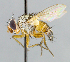  (Ceromya sp. 1 - CNC_Diptera258064)  @15 [ ] No Rights Reserved (2015) Unspecified CNC