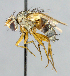  (Ceromya sp. 2 - CNC_Diptera258065)  @12 [ ] No Rights Reserved (2015) Unspecified CNC